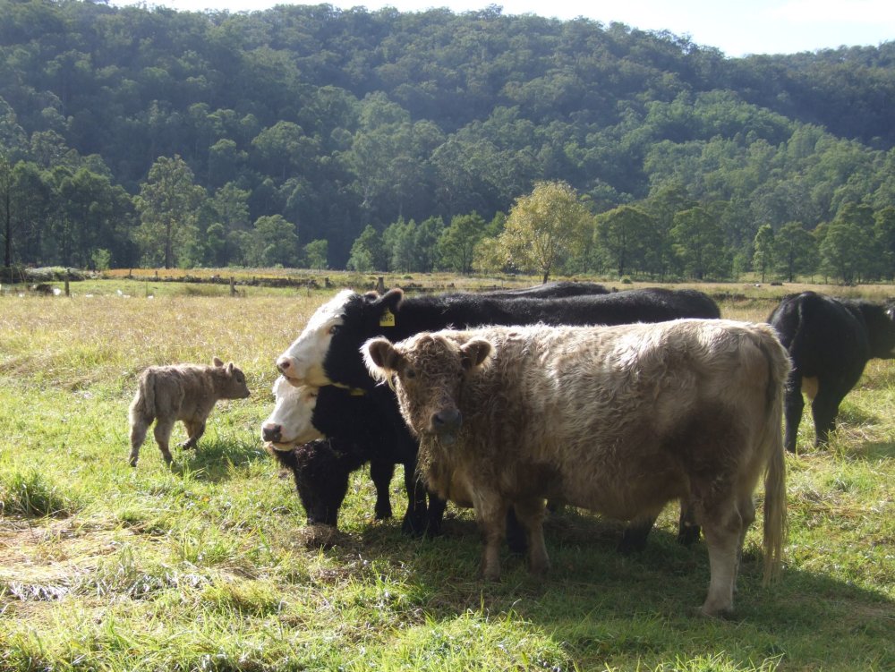 Burralong Valley
      Cows